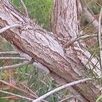 Melaleuca alternifolia Kabuk