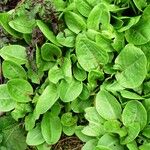 Rumex acetosa Leaf