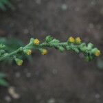 Briquetia spicata