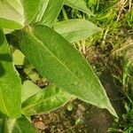 Centaurea graminifolia Blatt