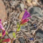 Echium bonnetii Blüte