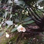Clusia orthoneura Flor