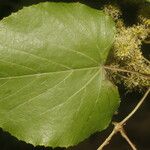 Vitis tiliifolia Leaf