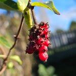 Lonicera periclymenum Frukt