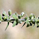 Baptisia bracteata Fruit