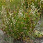 Veratrum californicum موطن