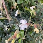 Silene latifolia Цветок