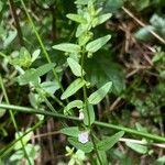 Scutellaria minor Habit