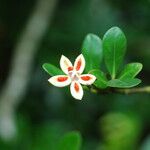 Clusia criuva Flor