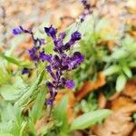 Salvia farinacea Цвят