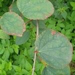 Cercidiphyllum japonicum 葉