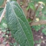 Lonicera maackii Feuille