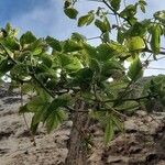 Cardiospermum grandiflorum Likasa