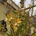 Encyclia patens