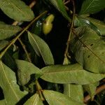 Swartzia nicaraguensis Fruit