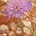 Knautia dipsacifolia Cvet