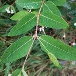 Apocynum androsaemifolium Leaf