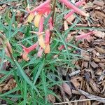 Lobelia laxiflora 花