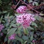 Eutrochium maculatum Flower