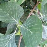 Butea monosperma Frunză