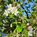 Malus sylvestrisBlad