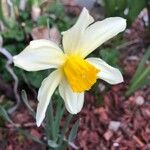 Narcissus × incomparabilis Lorea