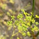 Foeniculum vulgareফল