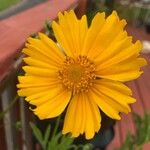 Coreopsis lanceolataLorea