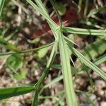 Lathyrus annuus Casca