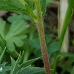 Potentilla recta Bark