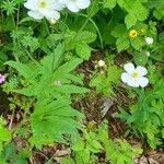 Ranunculus platanifolius Habit