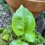Passiflora edulis Blad