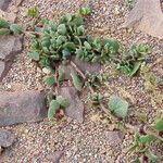 Patellifolia procumbens Blad