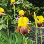 Iris variegata عادت داشتن