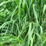 Panicum maximum Hoja