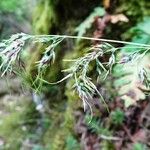 Poa bulbosa Flor