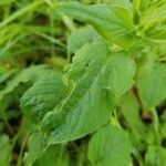 Stellaria nemorum Leaf