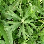 Ranunculus platanifolius Likasa