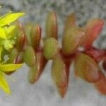 Sedum luteoviride