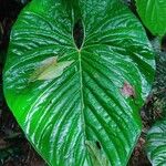 Anthurium obtusilobum Leaf