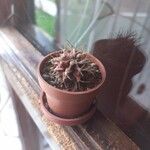 Gymnocalycium mihanovichii 形态