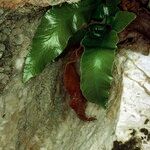 Asplenium sagittatum Natur