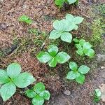 Cornus canadensis Habit