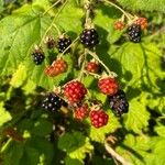 Rubus canadensis Fruit