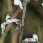 Anarrhinum laxiflorum Blüte