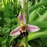 Ophrys apiferaŽiedas