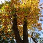 Nothofagus alpina ശീലം