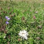 Carlina acaulisFlor