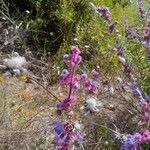 Trichostema lanatum Flor