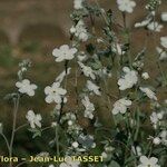 Omphalodes linifolia Fiore